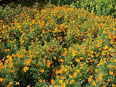 202 Longwood Gardens [2008 August 23]